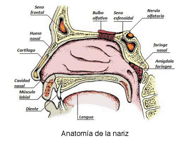 anatomia-nariz-2