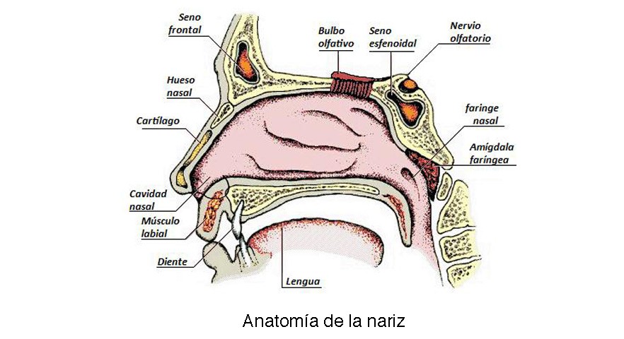 anatomia-nariz-2